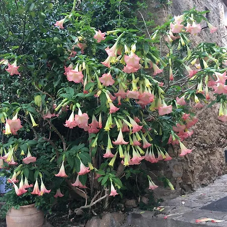 3 Pers Coeur De Village Les Mimosas 봄레미모사