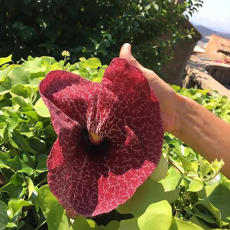 3 Pers Coeur De Village Les Mimosas * 봄레미모사